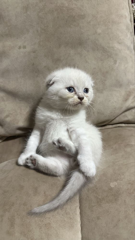 Продаются котята