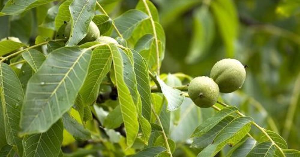 Nuc soiul  juglans.