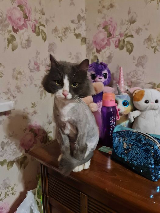 Кастрированный кот в добрые руки