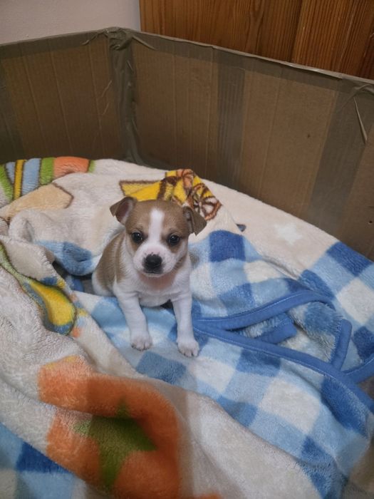 Кученца от дребна порода