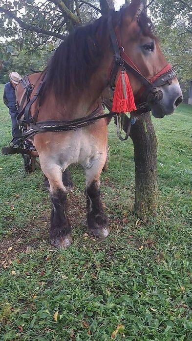 Schimb iapa cu mașină