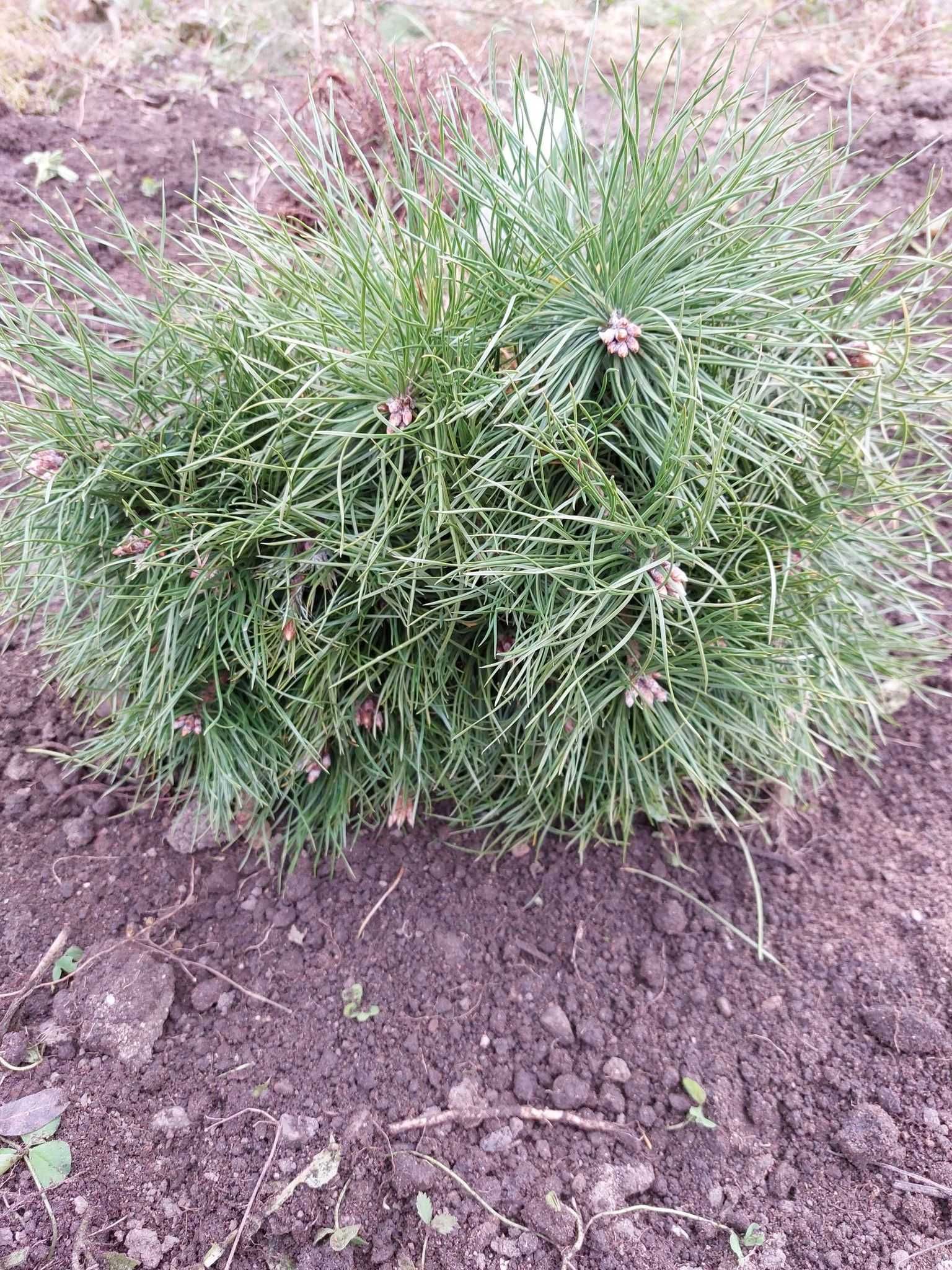 Puieti pin silvestru-Pinus sylvestris-calitate Premium,origine Romania