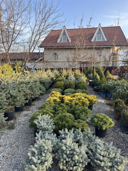 Ель сосна туя кустарник цветы плодовый