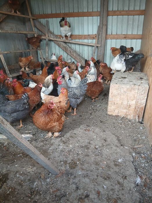 Vând găini de curte