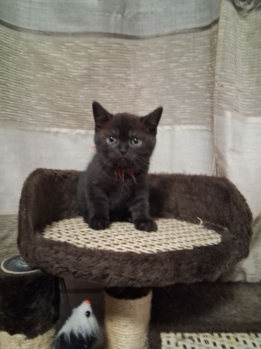 Две британски женски