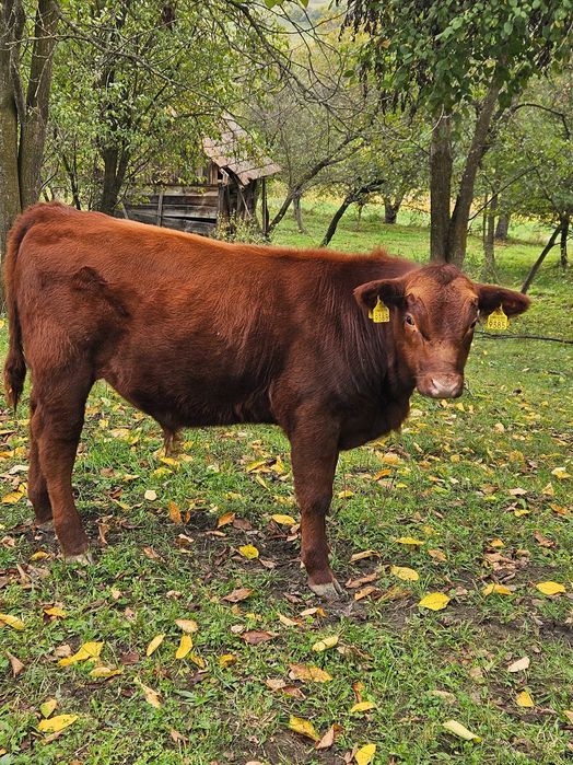 Vaci de vanzare angus,BR