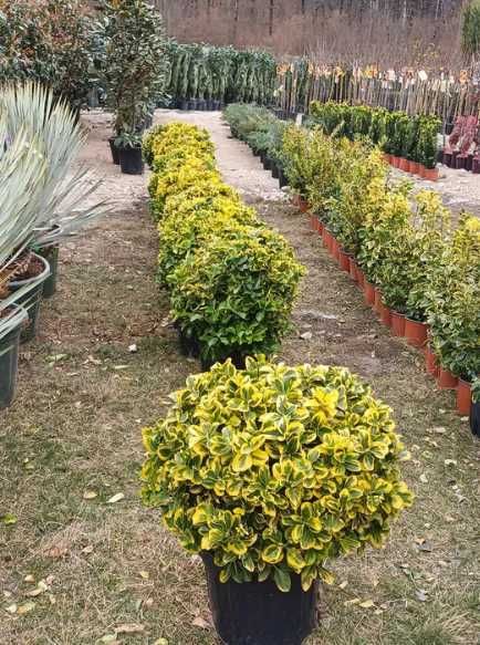 Plante Ornamentale