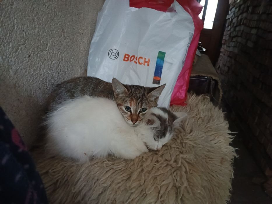 Подарявам две котенца