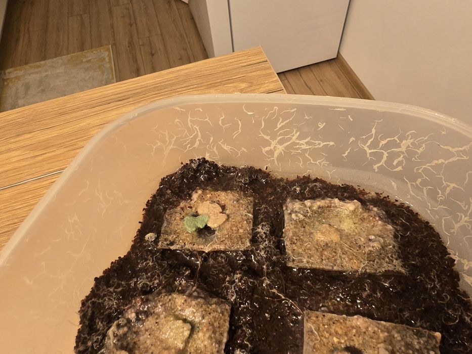 Cultura microviermi, grindale