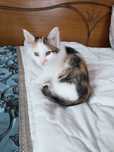 Котенок девочка в хорошие руки