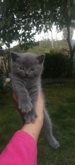 Британско коте момче и момиче