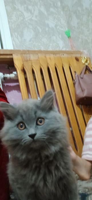 Mushuk British Longhair