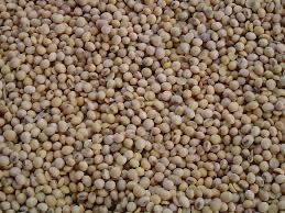 Vand soia nemodificata genetic