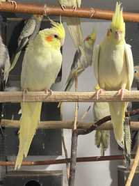 Papagali nimfe pui și mature