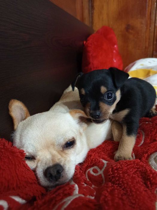 Между Пинчер-Чихуахуа