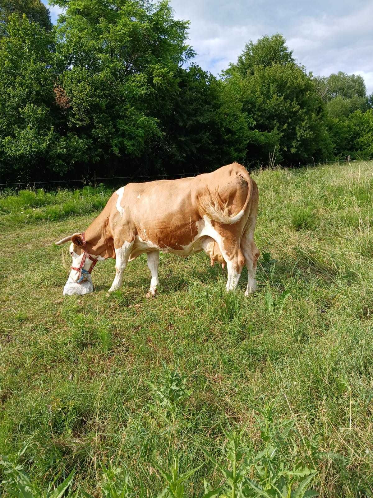 Vind vacă Baltata de 8 ani fatata de 1 zi