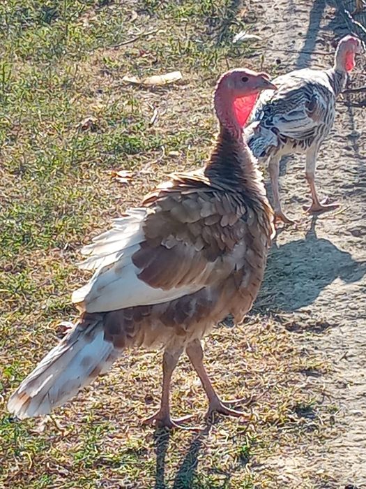 Curcani (cocosi)