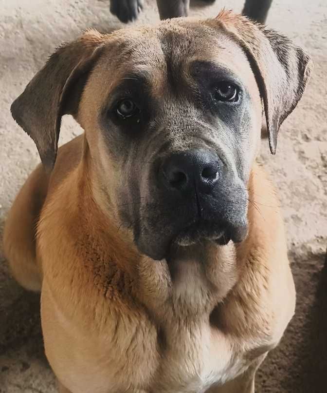 Femela Cane Corso, 13 luni, cu Pedigree+