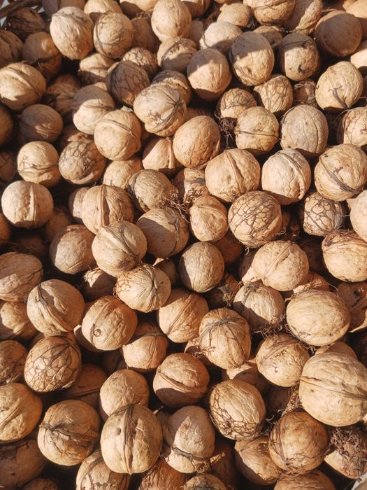 Vând nuci de soi (rotunde), din gradina 2025, BIO.