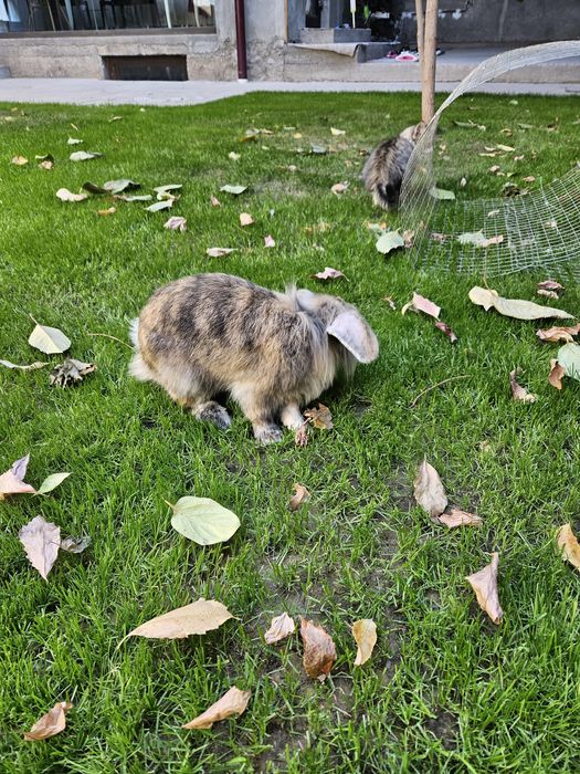 Кролик карликовый самец