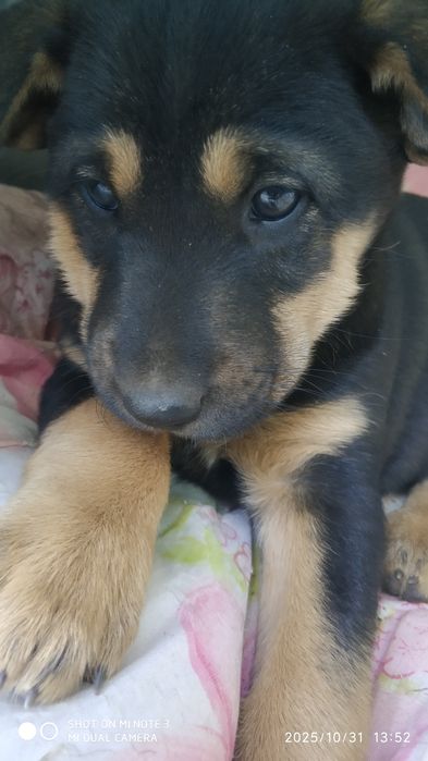 Чудесная девочка.