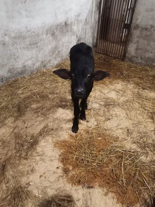 Viței sugari de bivol