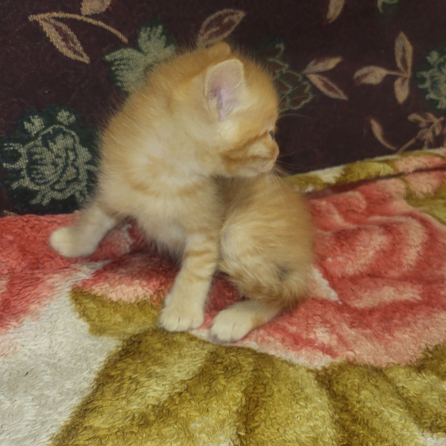 Мысықтар / отдам котят