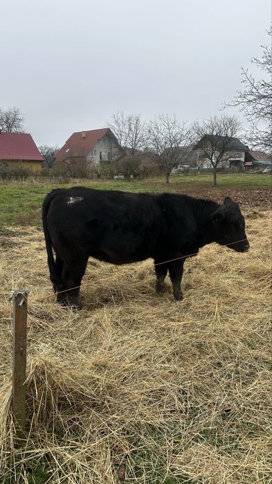 Junica de 1 an  Angus gestantă