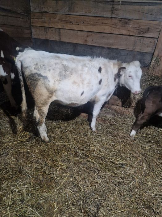 Vand o vitea foarte frumoasa