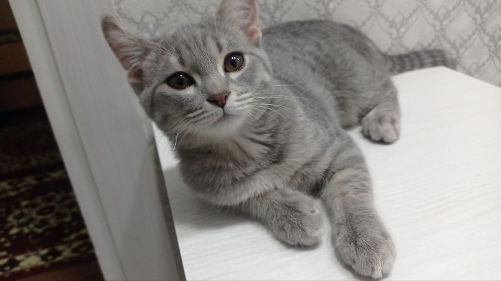 Скоттиш страйт кошка