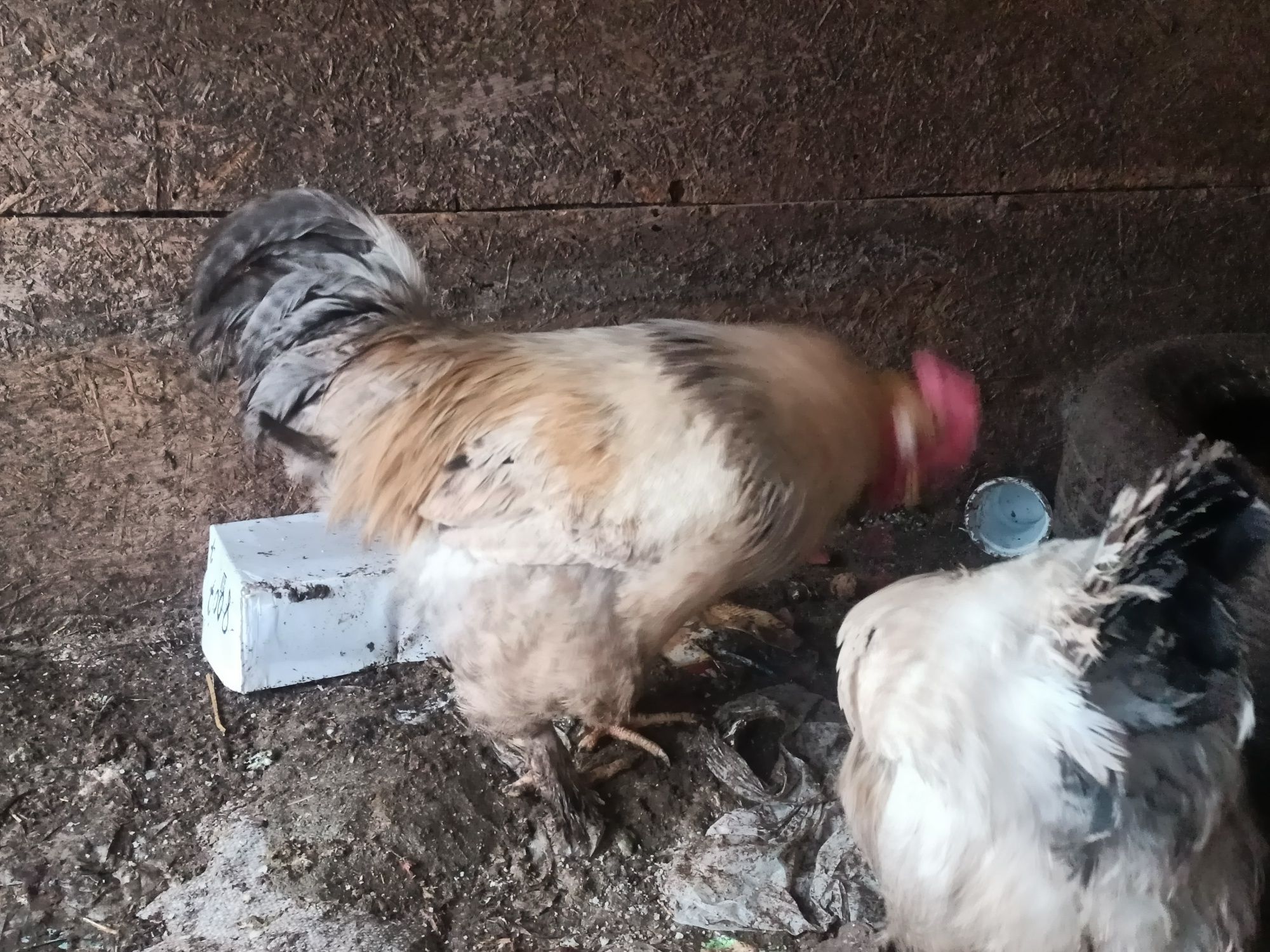 Продам инкубационные яйца домашних кур,птица на свободном выгуле