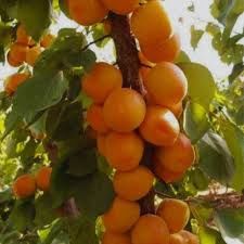 Cais columnar Asian pearl la ghiveci