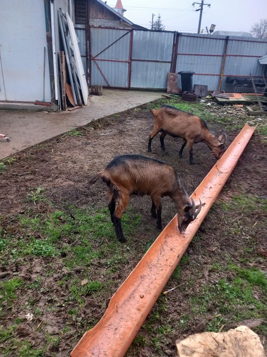 Vind edite alpin francez