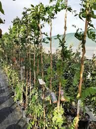 Vând puieți de tei arginti originali la balot de pământ