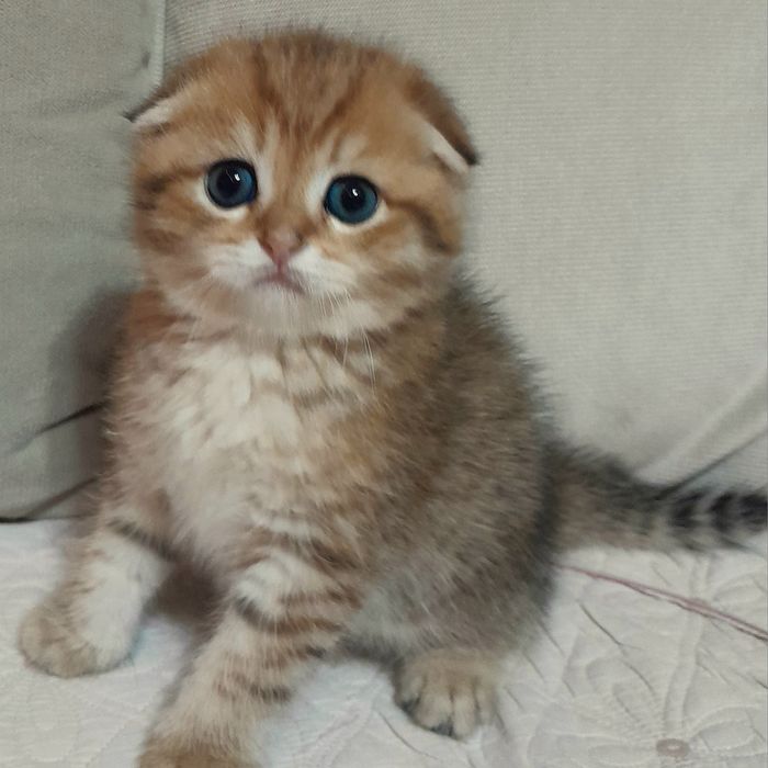 Продается шикарный мальчик скотишфолд,золотая шиншилла.