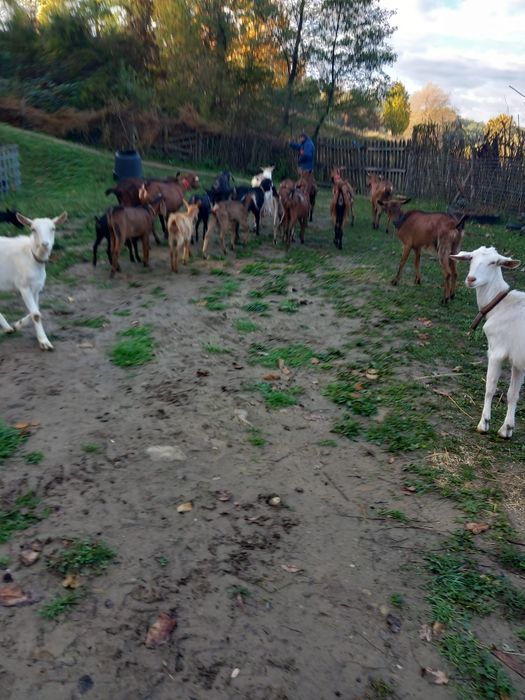 Vand sau schimb capre  cu vacă