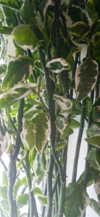 Комнатное дерево семейное