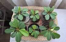 Плюеща палма/ Euphorbia leuconeura