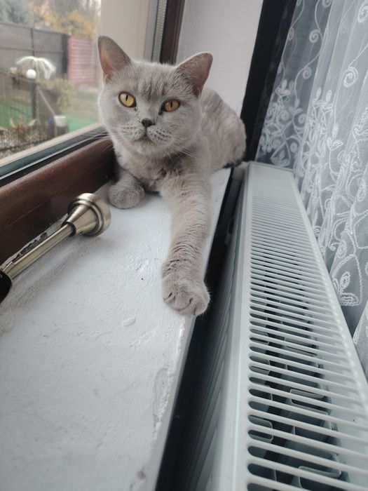 Pisica schotish straight