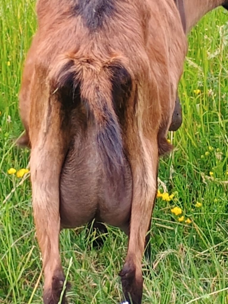 Vând lapte de capră (alpin francez)