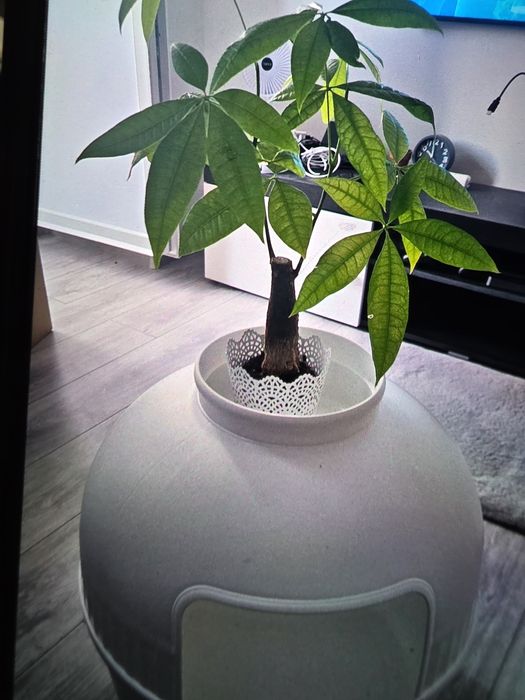 Vand patuț animaluțe.