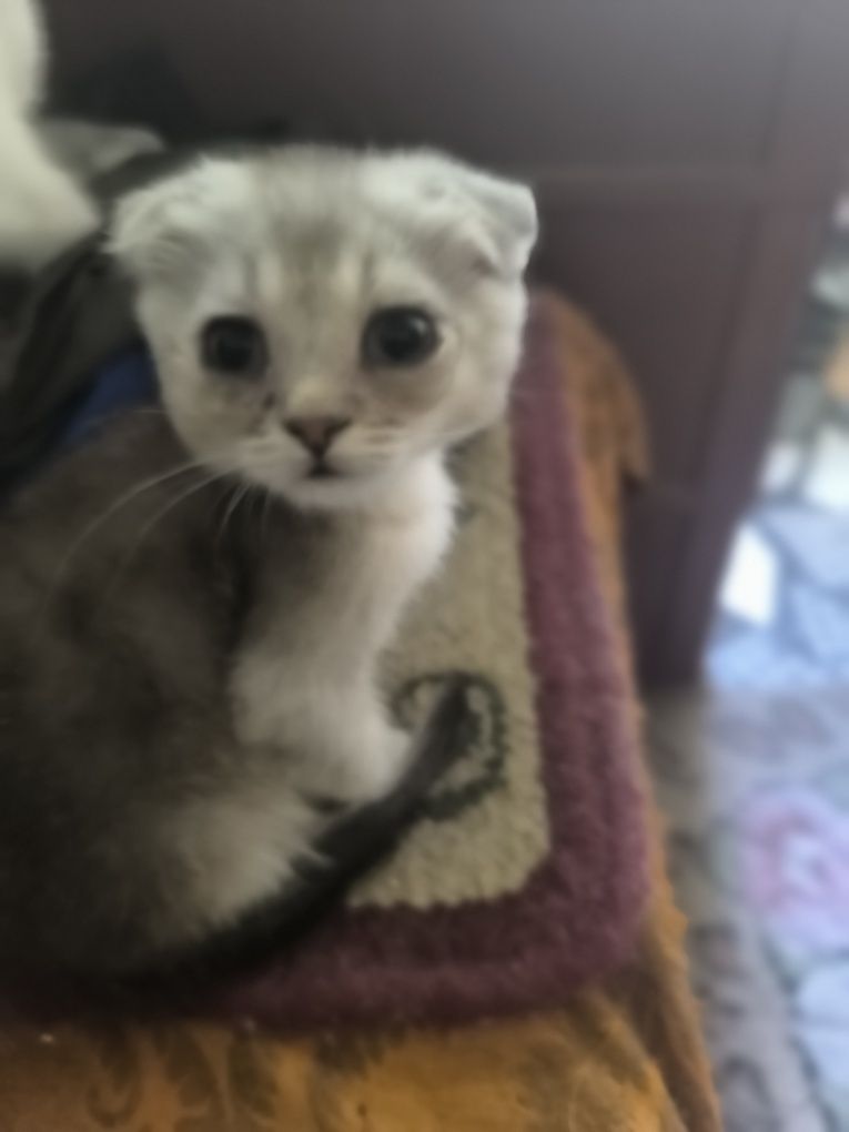 Шотландские вислоухие котята