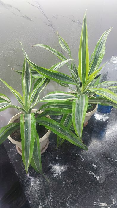 Комнатные растения драцены и другие виды.