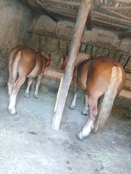 Mânzâ de 6 luni de vănzare cuminte eu lam crescut