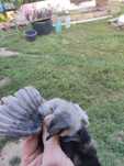 Vând pui de găină din rasa ameraucana