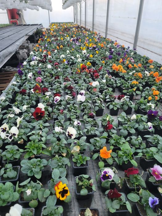 Panselute de vanzare