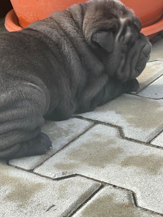 Mascul din rasa Shar Pei