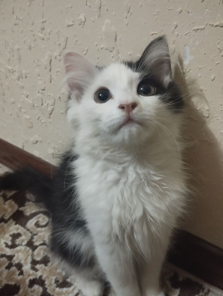 Отдам даром двух котят