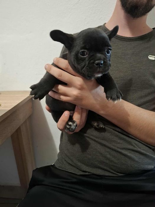 Plușuri vi Bulldog Francez
