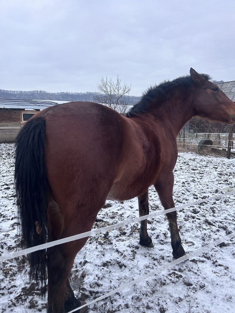 Cal tanar, castrat, cu pasaport de vanzare